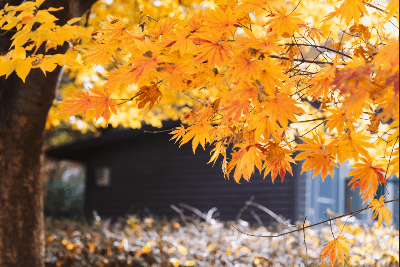 Photo shows a brightly colored fall tree with yellow leaves with a dark colored home in the background