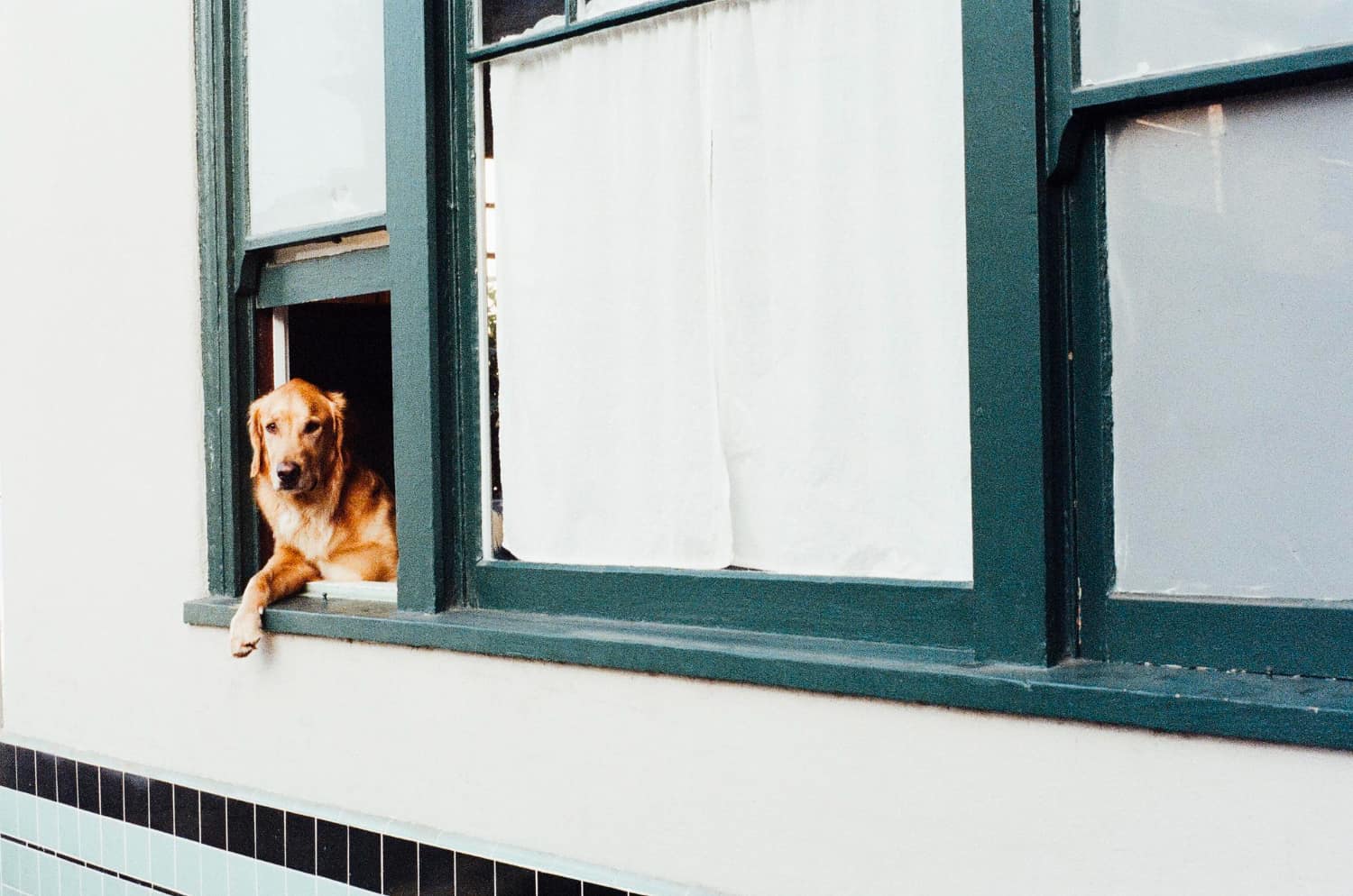 A golden retriever sits at an open window, pictured from outside the house. The aged wooden window frame is painted emerald green and has white curtains hanging inside.