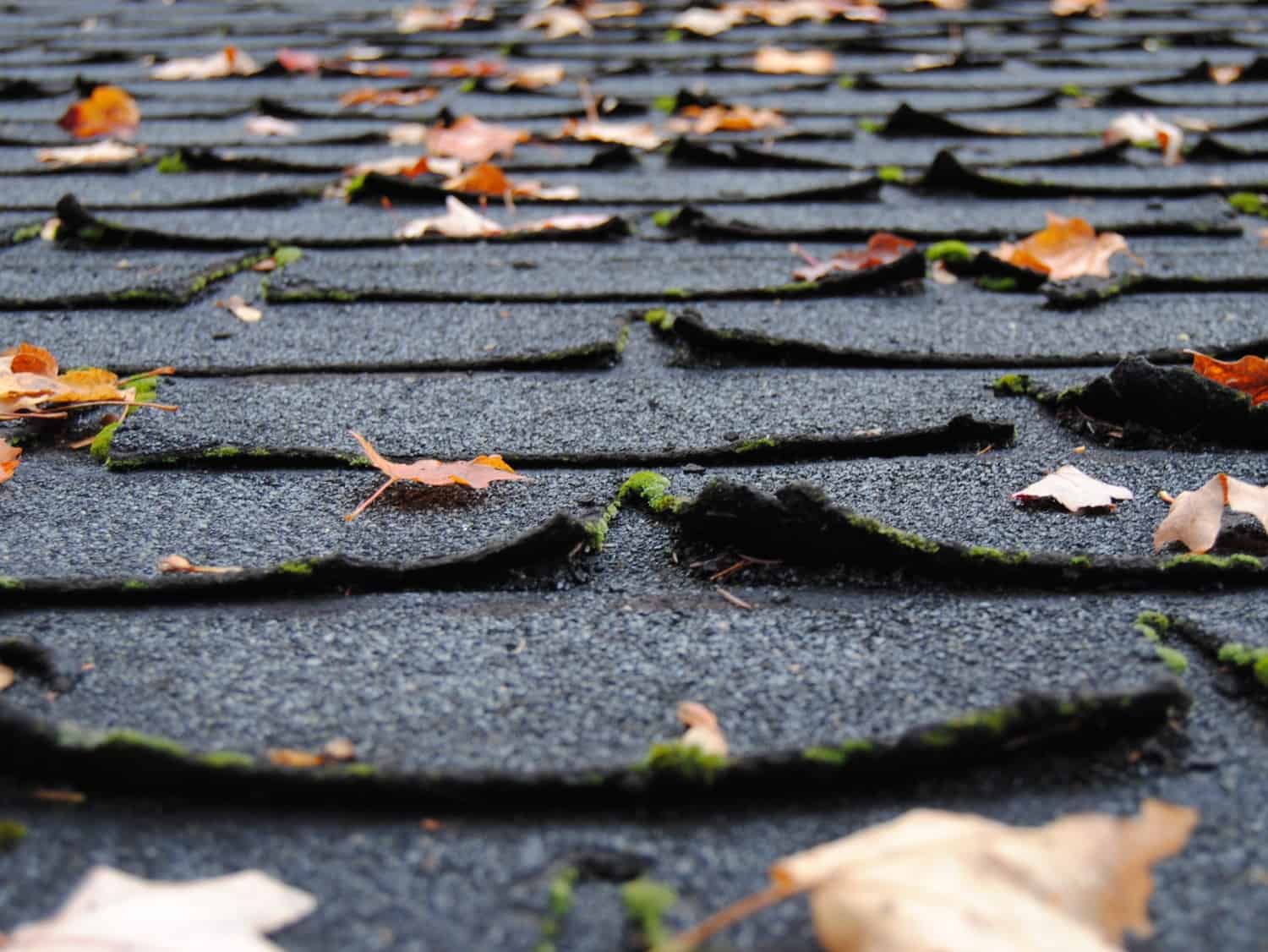These old asphalt roof shingles are curling at the edges - curling shingles are often a sign of problems with your roof.